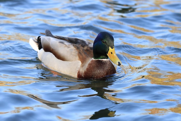Photo un canard nageant dans un lac.