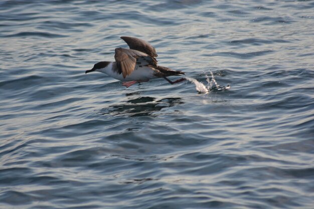 Le canard nageant dans le lac