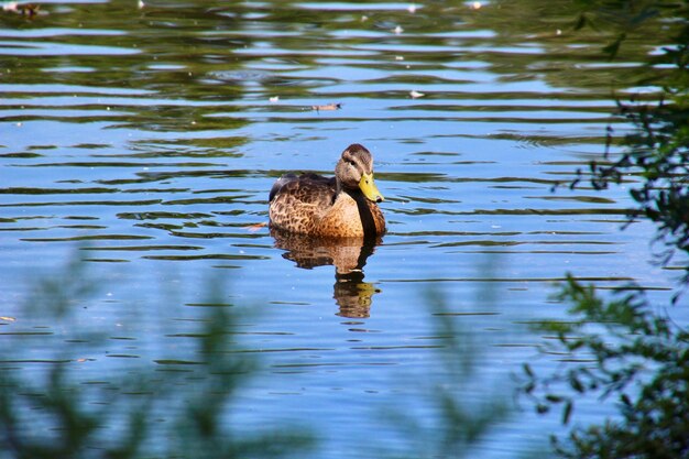 Photo un canard nageant dans un lac.