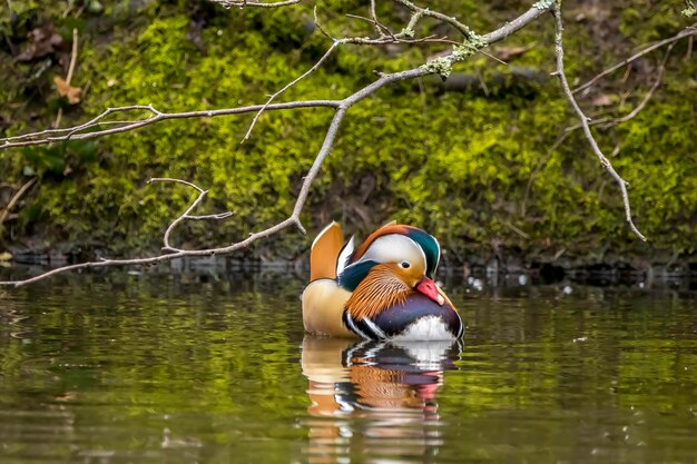 Photo un canard nageant dans un lac.