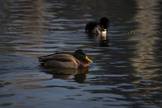 Photo un canard nageant dans un lac.