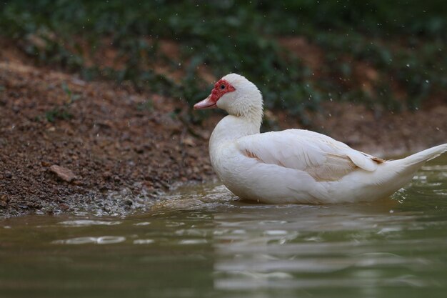 Photo un canard nageant dans un lac.