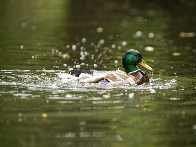 Photo un canard nageant dans un lac.