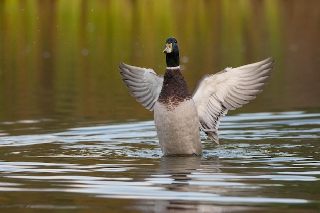 Un canard nageant dans un lac.