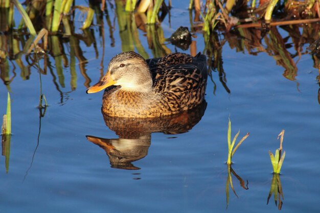 Photo un canard nageant dans un lac.