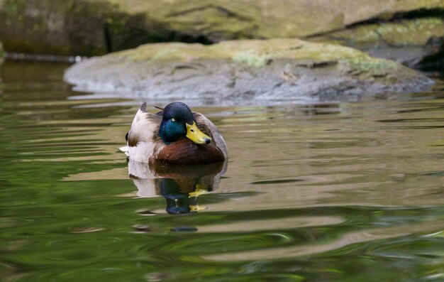 Photo un canard nageant dans un lac.