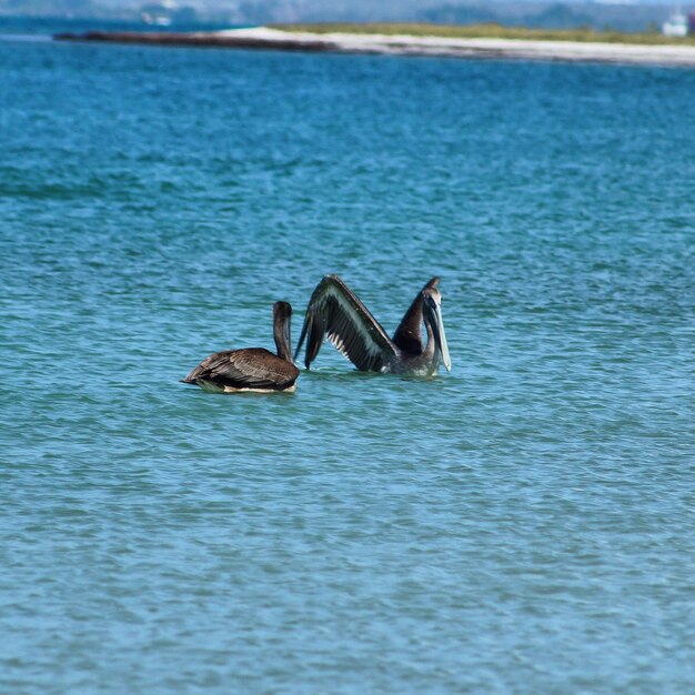 Photo un canard nageant dans la mer