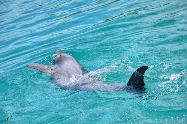 Le canard nageant dans la mer