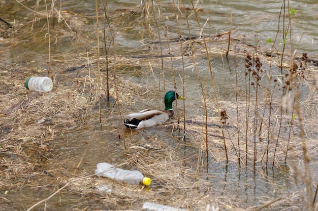 Canard nageant dans une rivière avec des bouteilles de déchets, concept de pollution des déchets en plastique