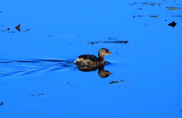 Photo un canard nageant sur le lac.