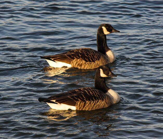 Photo un canard nageant sur le lac.