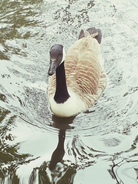 Photo un canard nageant sur le lac.