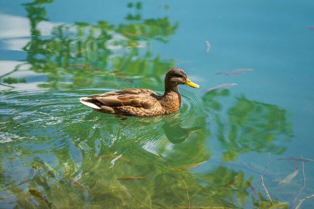 Canard nager sur les célèbres lacs de Plitvice le matin, Croatie, Europe