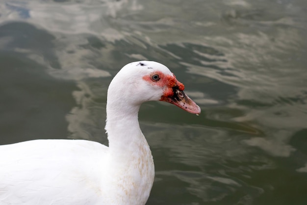 Canard nager dans l'étang