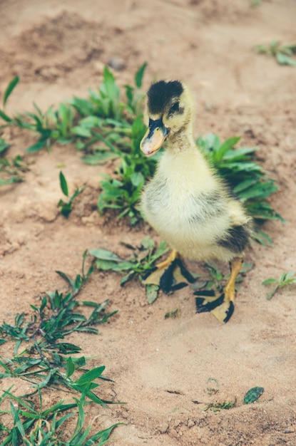 Le canard noir jaune parcourt le sol