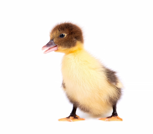 Canard nouveau-né isolé sur fond blanc. Canard avec chemin de détourage.