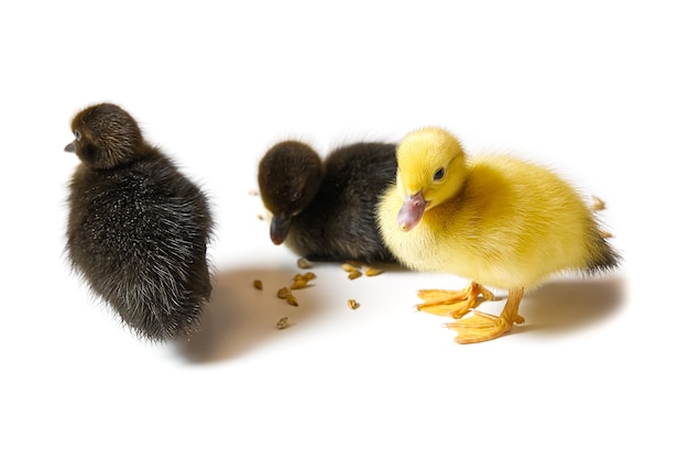 Canard nouveau-né jaune et brun gros plan sur blanc