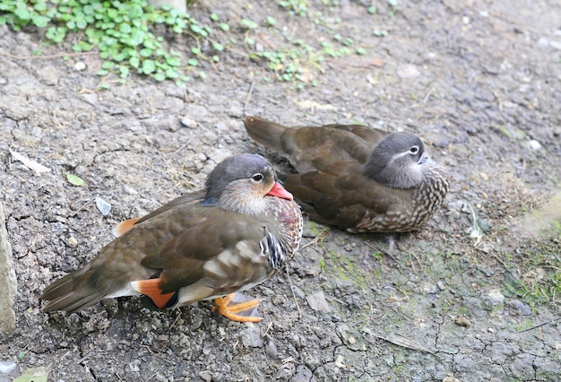 Canard d&#39;oies à crinière (Chenonetta jubata), gros plan.