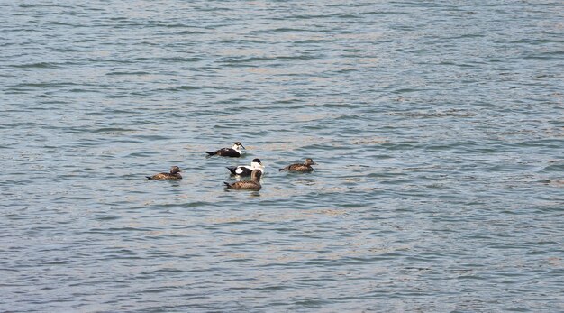 Canard oiseau animal