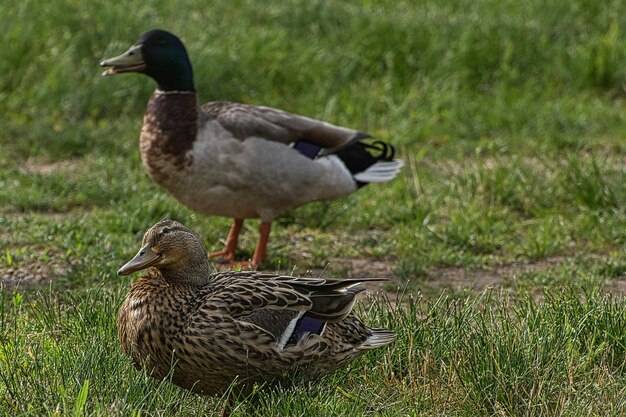 Photo canard par lac