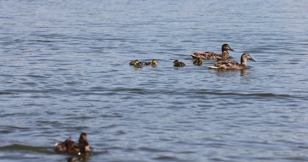 un canard avec de petits canetons nage sur le lac en été