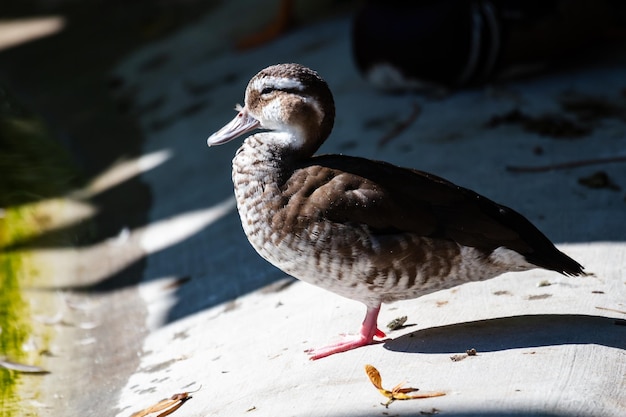 Canard pilet à joues blanches Oiseaux et oiseaux Monde aquatique et faune Faune sauvage et zoologie