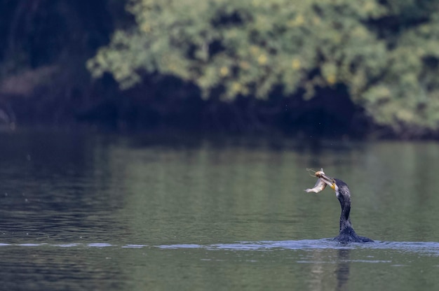 Un canard avec un poisson dans la bouche est vu dans un lac.