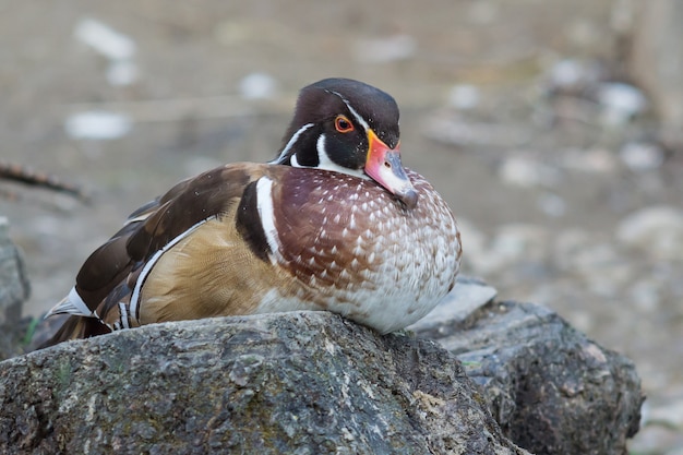 Canard posé sur une pierre