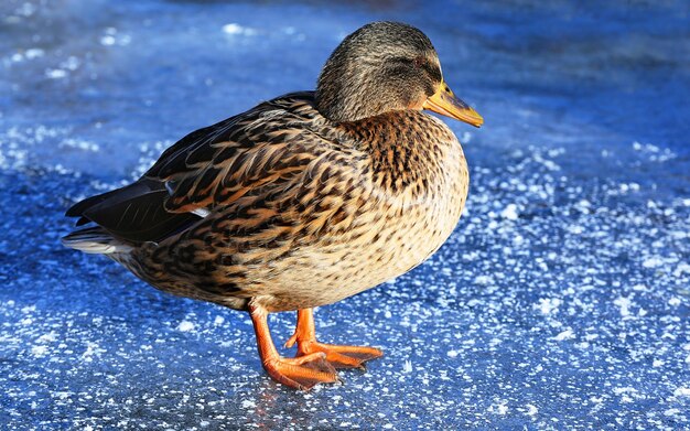 Canard près du lac gelé le jour d'hiver