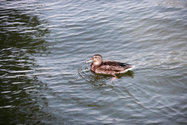 Canard avec progéniture nageant dans la rivière