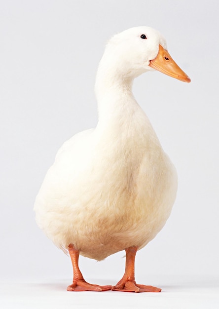 un canard qui est blanc