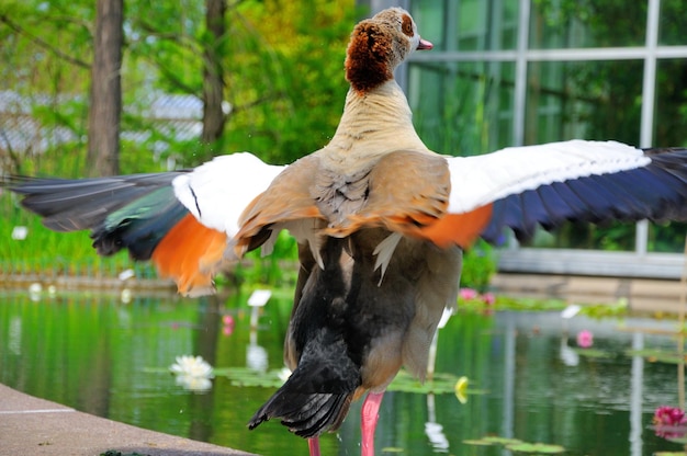 Canard répandant ses ailes en gros plan dans Palmen Garten Frankfurt am Main Hessen Allemagne