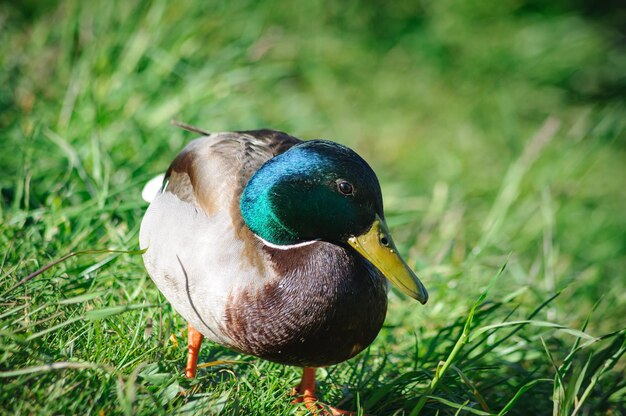 canard sur le rivage