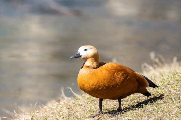 Canard sur le rivage