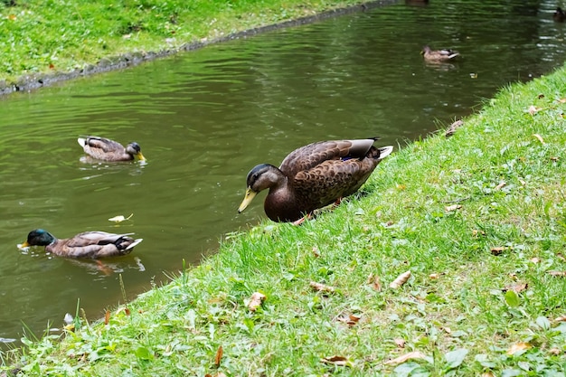 Canard sur la rive du réservoir en été