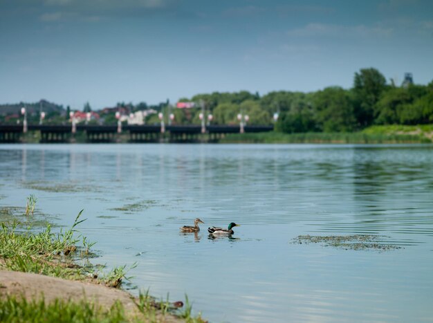 Canard sur la rivière dans la ville de Donetsk