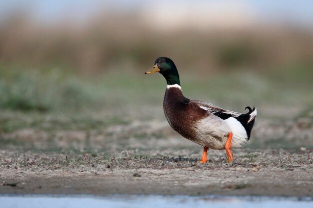 Photo canard de rouen oiseau unique par l'eau roumanie