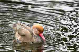 Photo canard rouge (netta rufina)