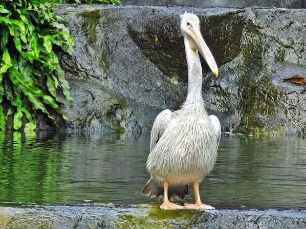 Un canard sauvage au bord d'un lac