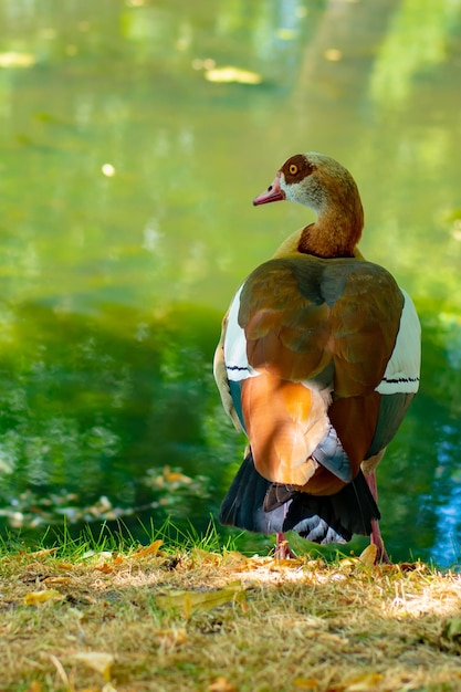 Photo un canard sauvage au bord d'un lac