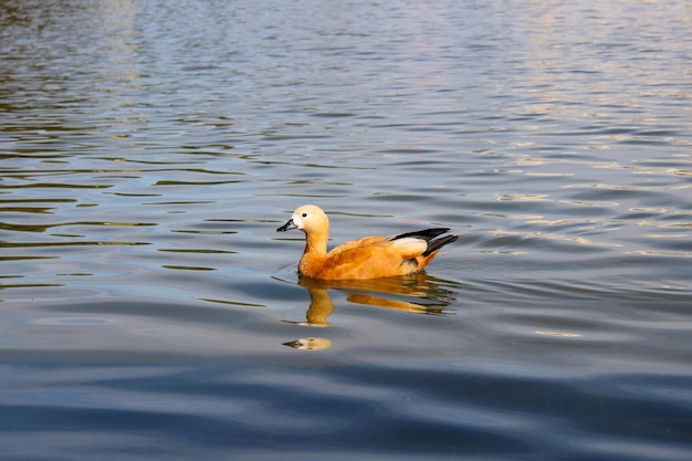Photo un canard sauvage aux plumes orange vif nage à travers un étang urbain d'eau bleue avec de petites vagues.