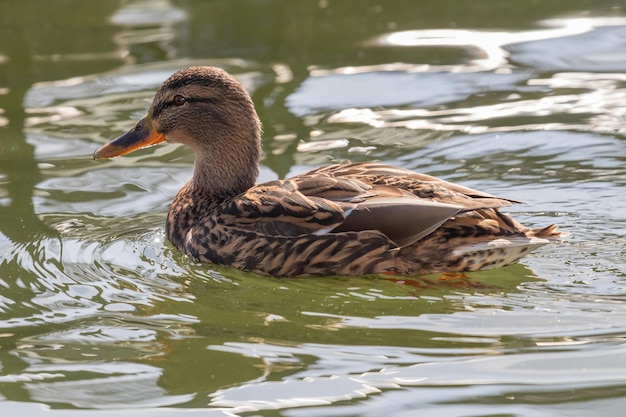 Canard sauvage colvert Anas platyrhynchos. Canard femelle.