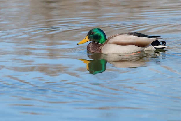 Canard sauvage colvert Anas platyrhynchos. Canard mâle.