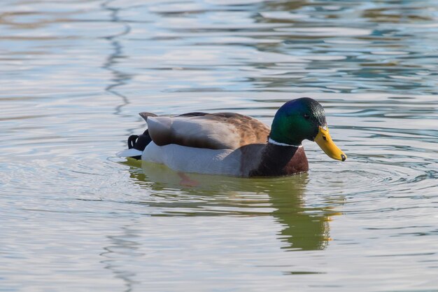 Canard sauvage colvert Anas platyrhynchos. Canard mâle.