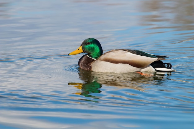 Canard sauvage colvert Anas platyrhynchos. Canard mâle.