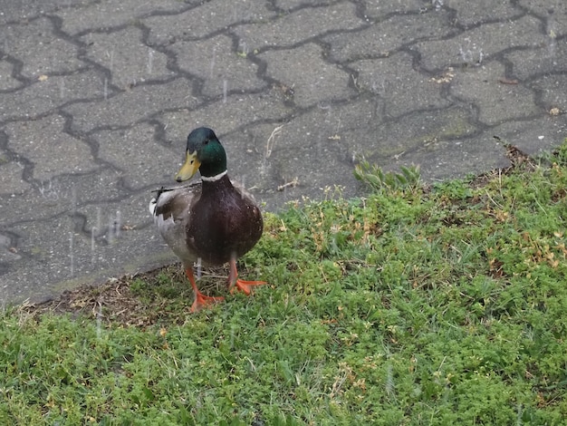 Canard sauvage de colvert sous la pluie battante