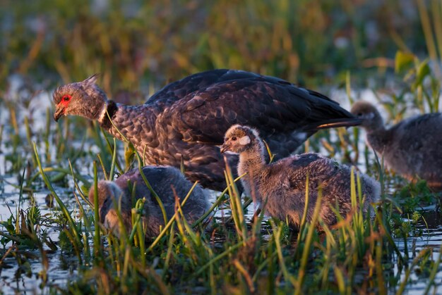 Photo un canard sauvage dans un champ