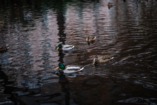 Canard sauvage dans l'étang, réflexion de l'eau et vagues dans le lac, groupe de canards