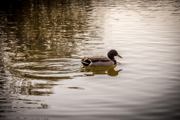 Un canard sauvage dans un lac