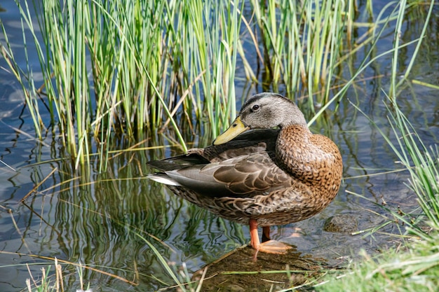 Canard sauvage dans son environnement naturel sur l'étang